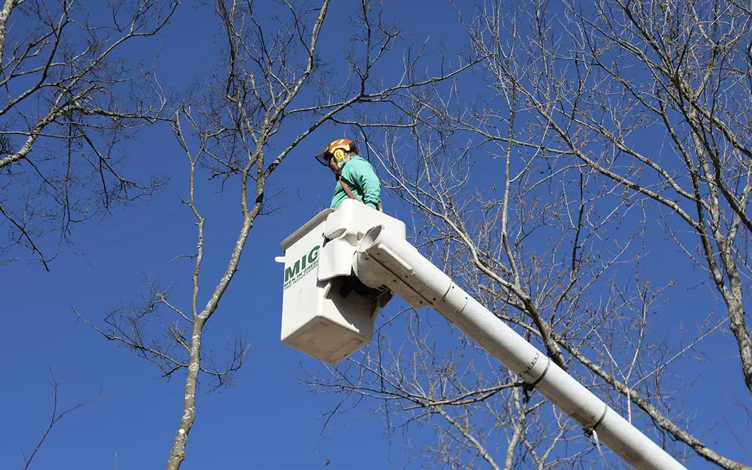 How Pruning Helps Your Trees Succeed