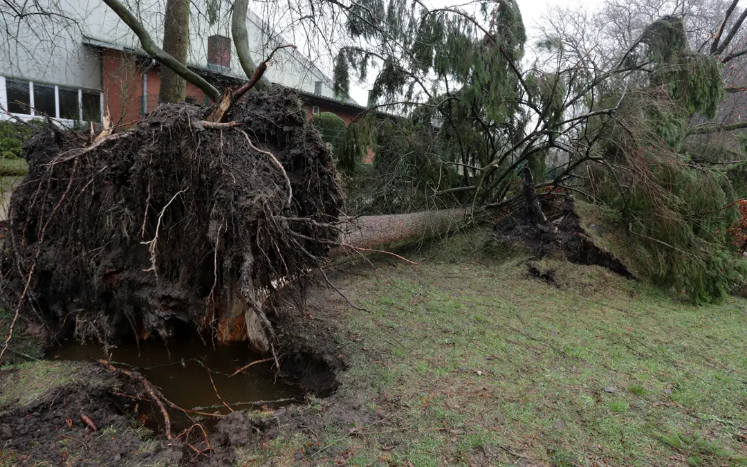 Can Trees Withstand High Winds From Storms?
