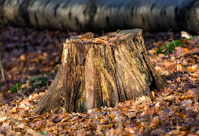 Stump Grinding